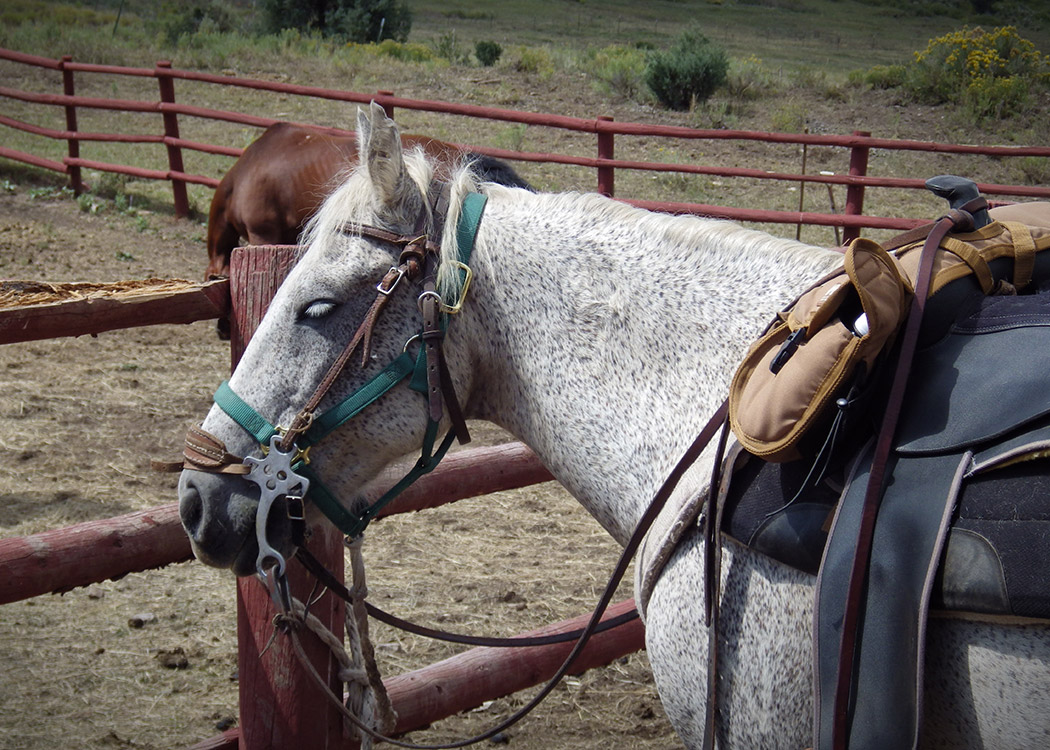 horse stable regulations